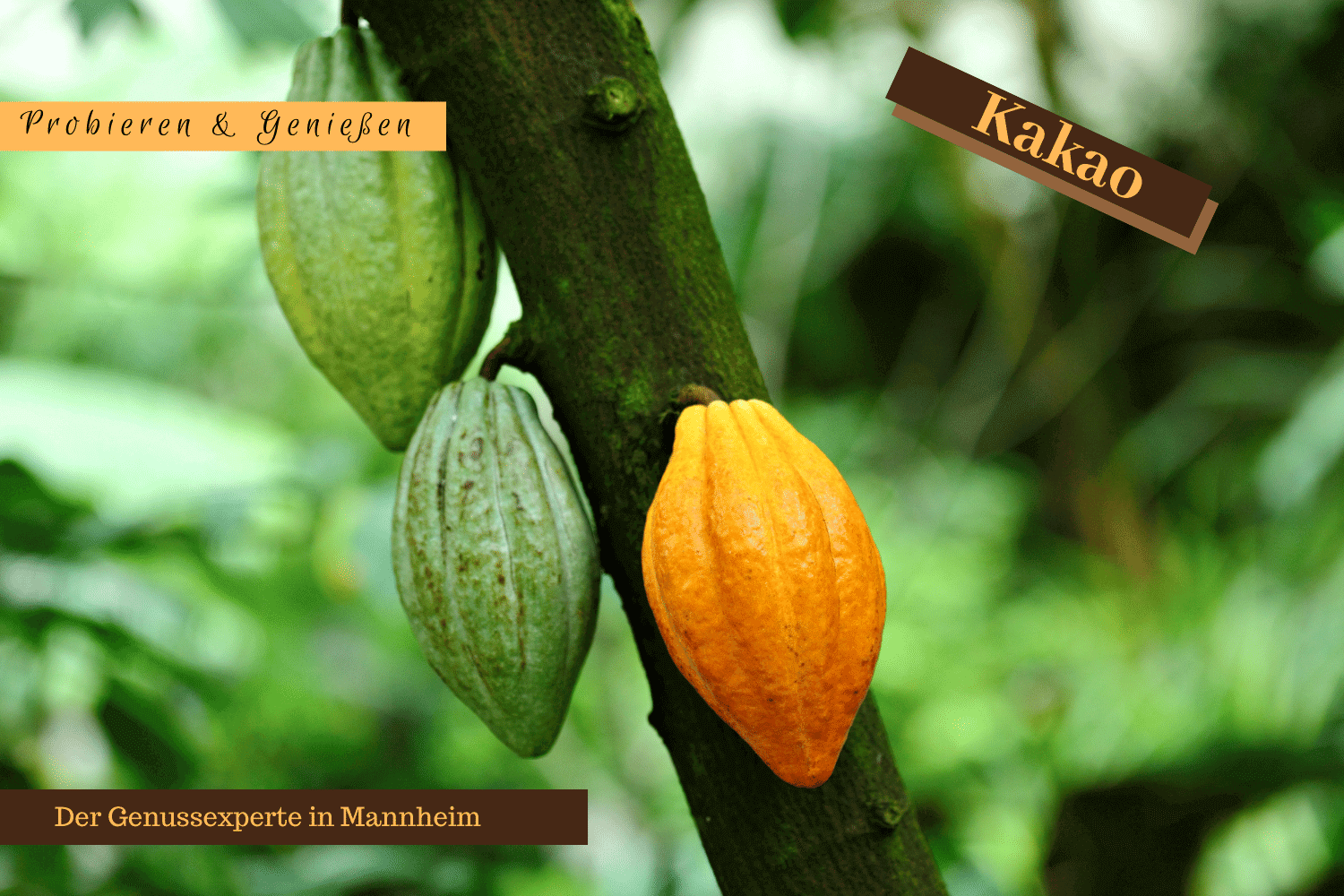 Kakao-Schokolade-Mannheim