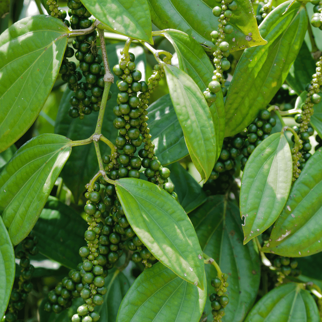 Pfefferstrauch mit Pfefferkoernern Mannheim