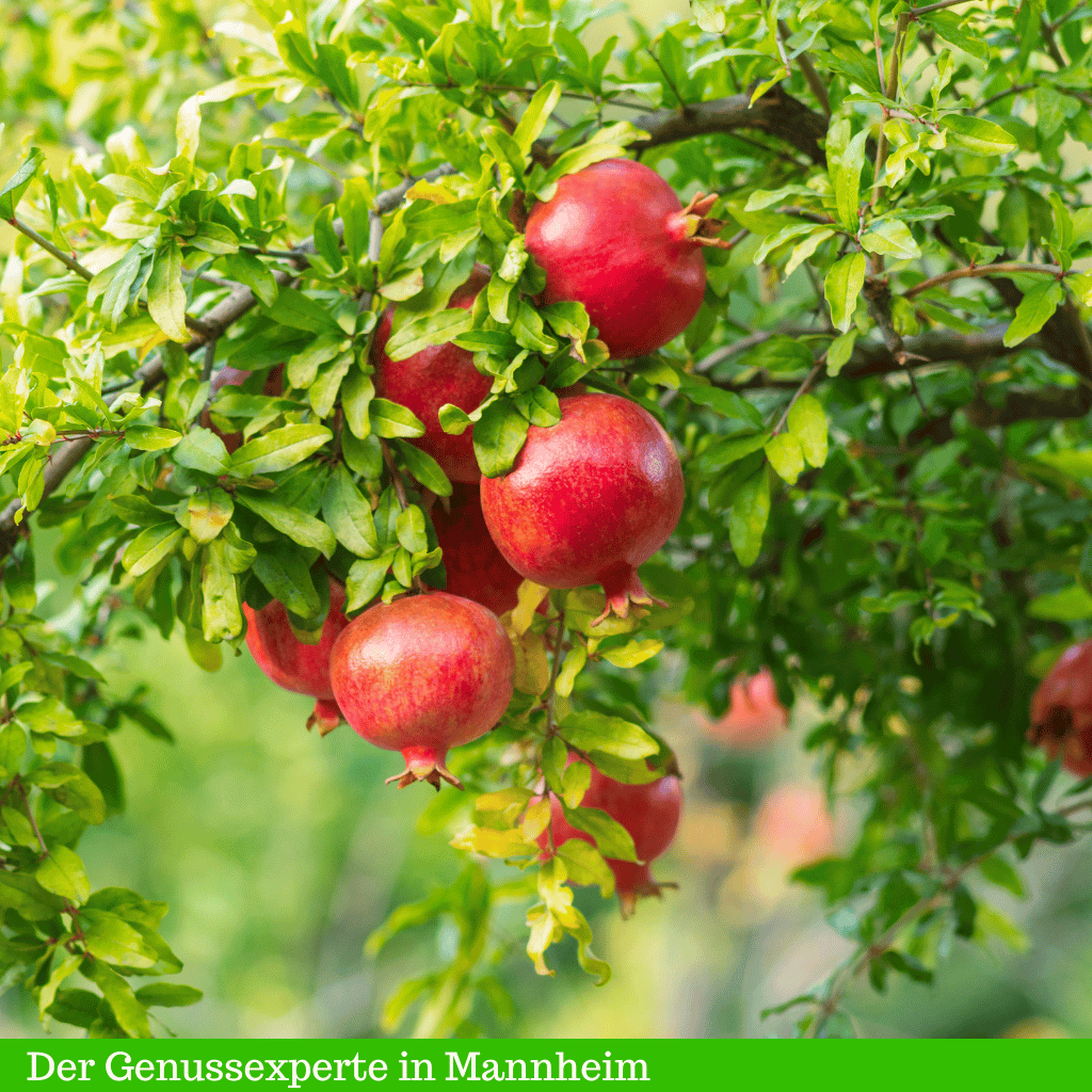 Granatäpfel am Baum für Granatapfelessig