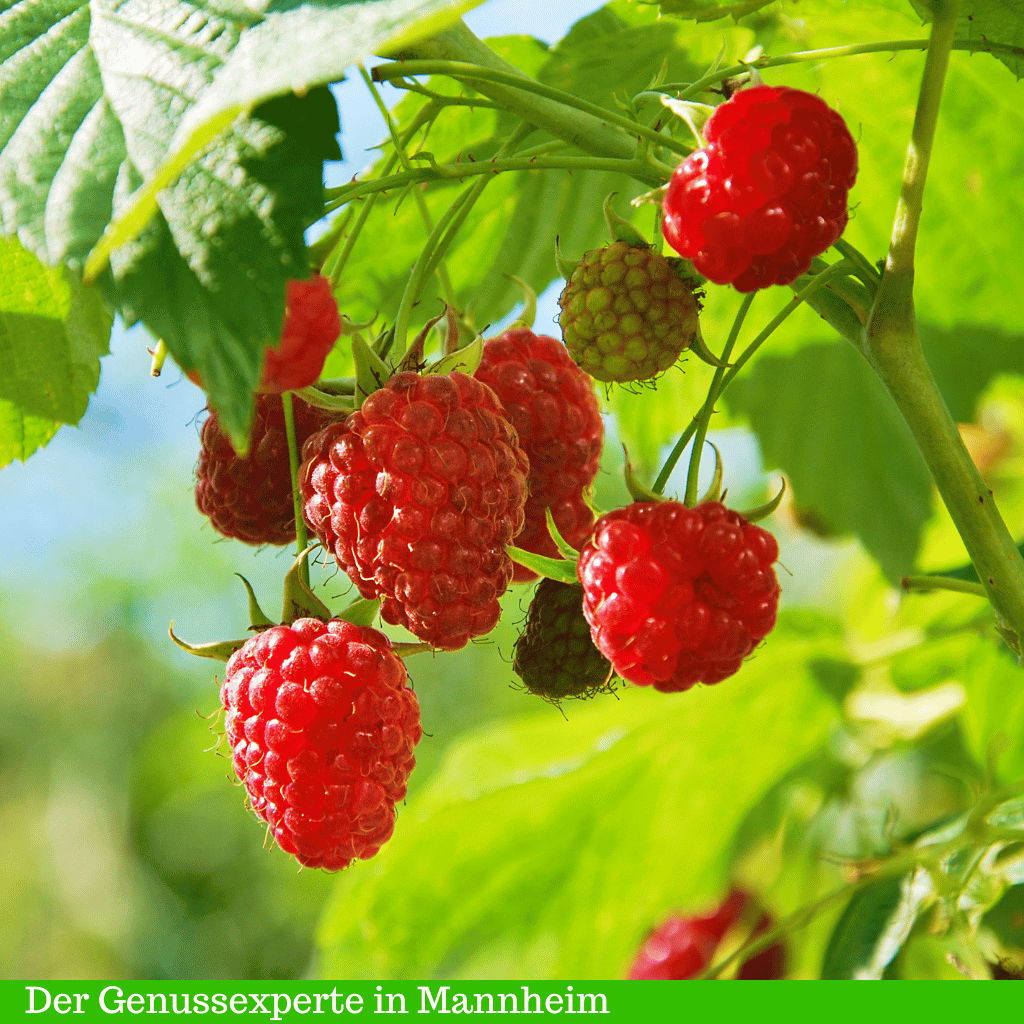 Himbeeressig, Pflanze mit reifen roten Himbeeren