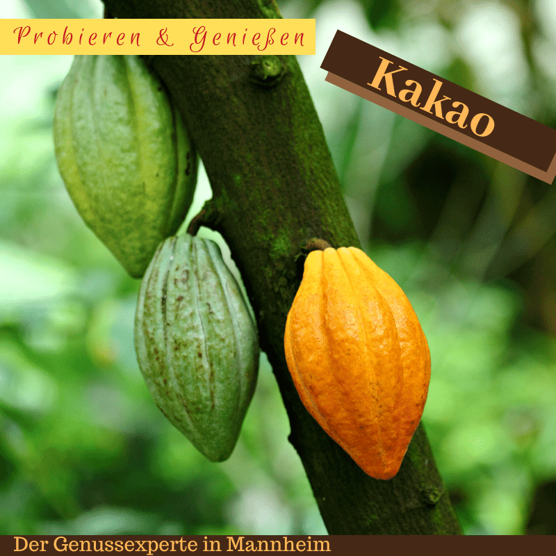 Blanxart Kakaoschoten am Baum 