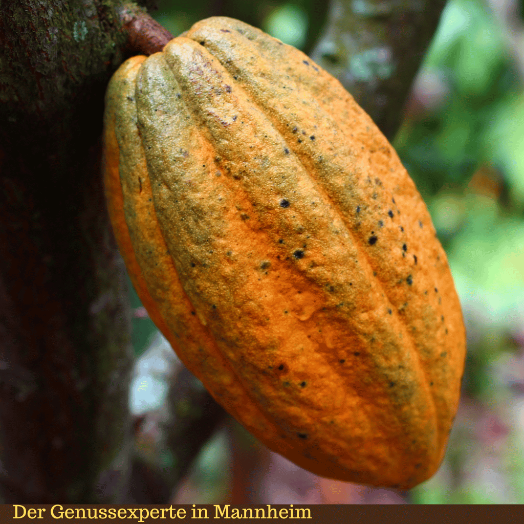 orangene Criollo Kakao Schote am Baum