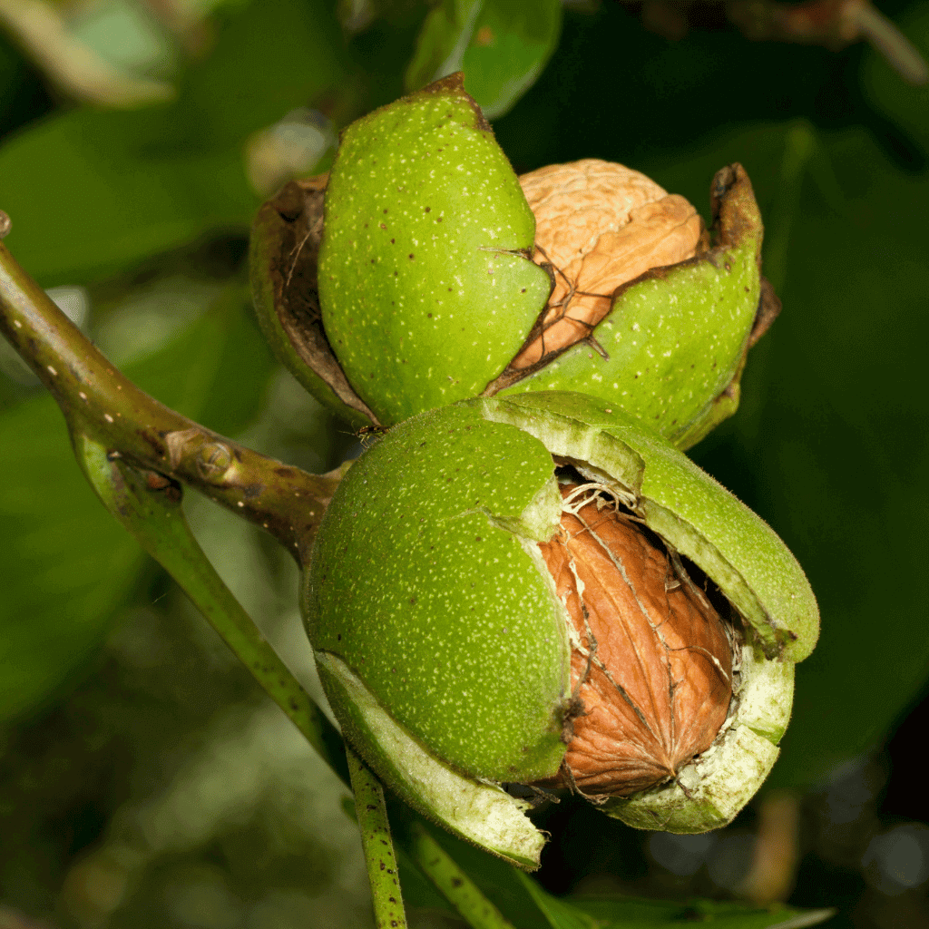Frische Walnüsse am Walnuss Baum